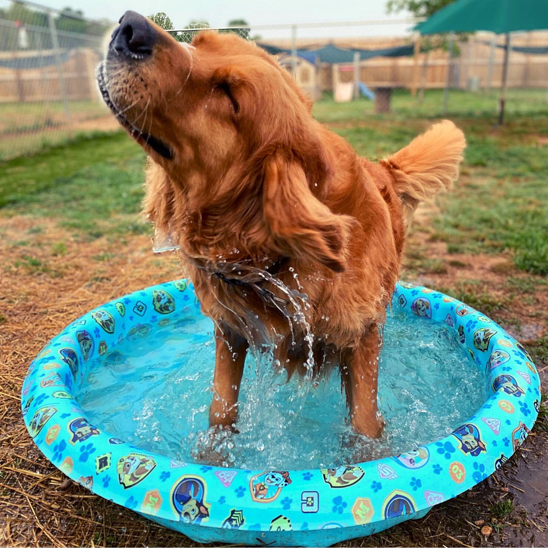 Doggie Daycare